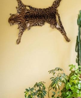 Cusco House | Hospedaje Sonqo