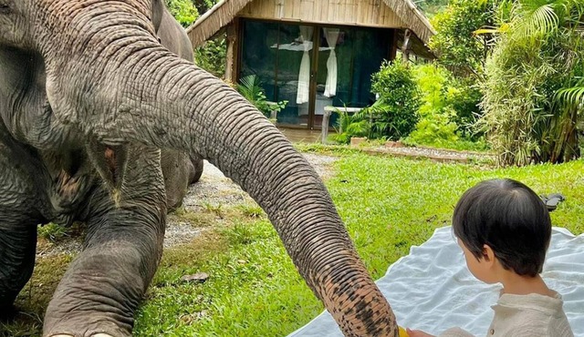 The Elephant B&B